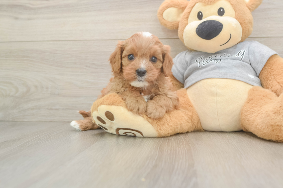 6 week old Cavapoo Puppy For Sale - Lone Star Pups