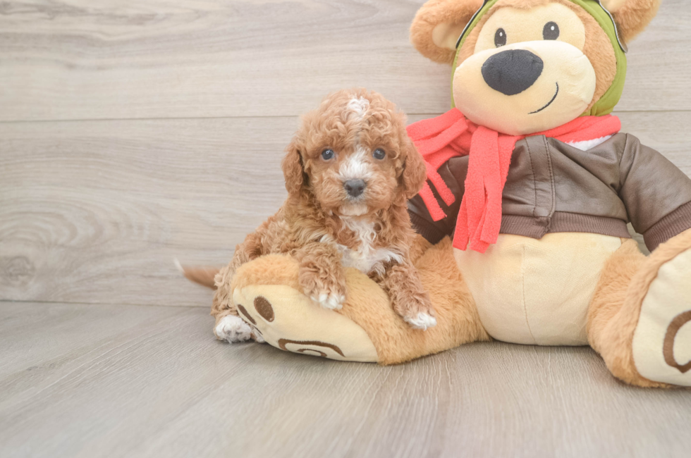 5 week old Cavapoo Puppy For Sale - Lone Star Pups