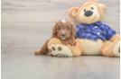 Playful Cavapoodle Poodle Mix Puppy