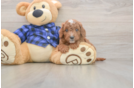 Cavapoo Pup Being Cute