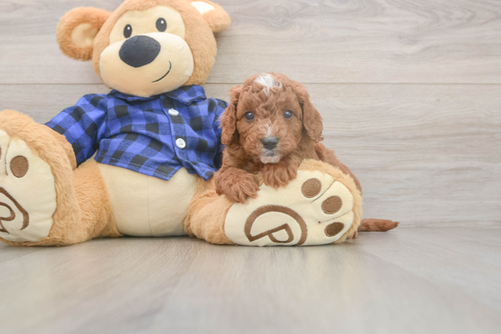 Cavapoo Pup Being Cute