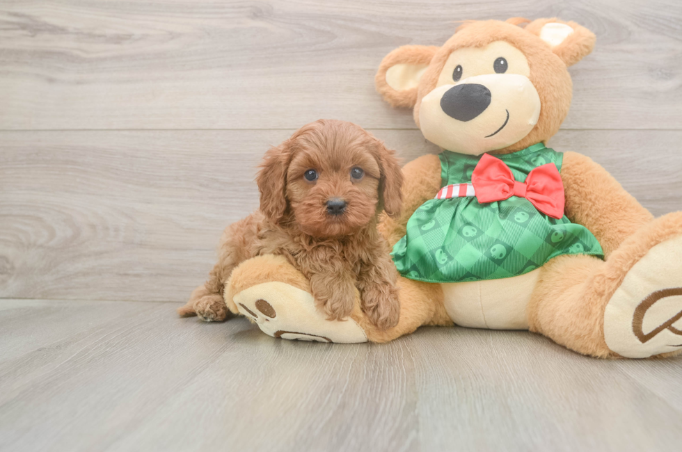 5 week old Cavapoo Puppy For Sale - Lone Star Pups