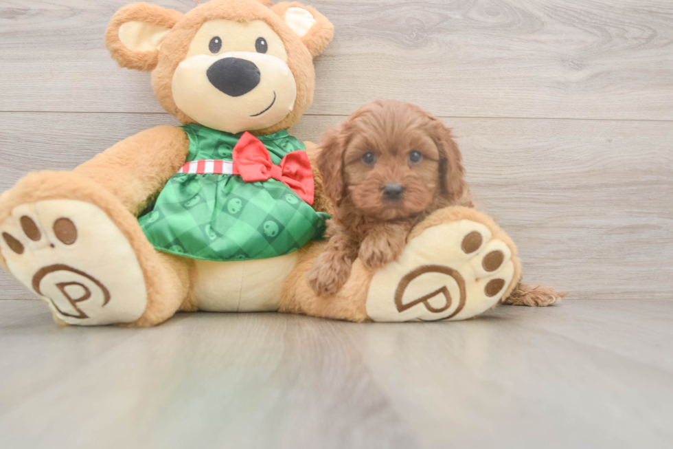 Sweet Cavapoo Baby