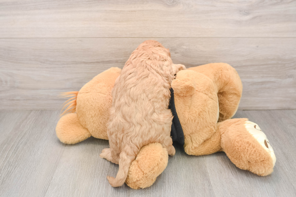 Energetic Cavoodle Poodle Mix Puppy