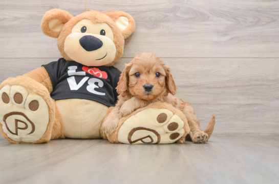 Cavapoo Puppy for Adoption