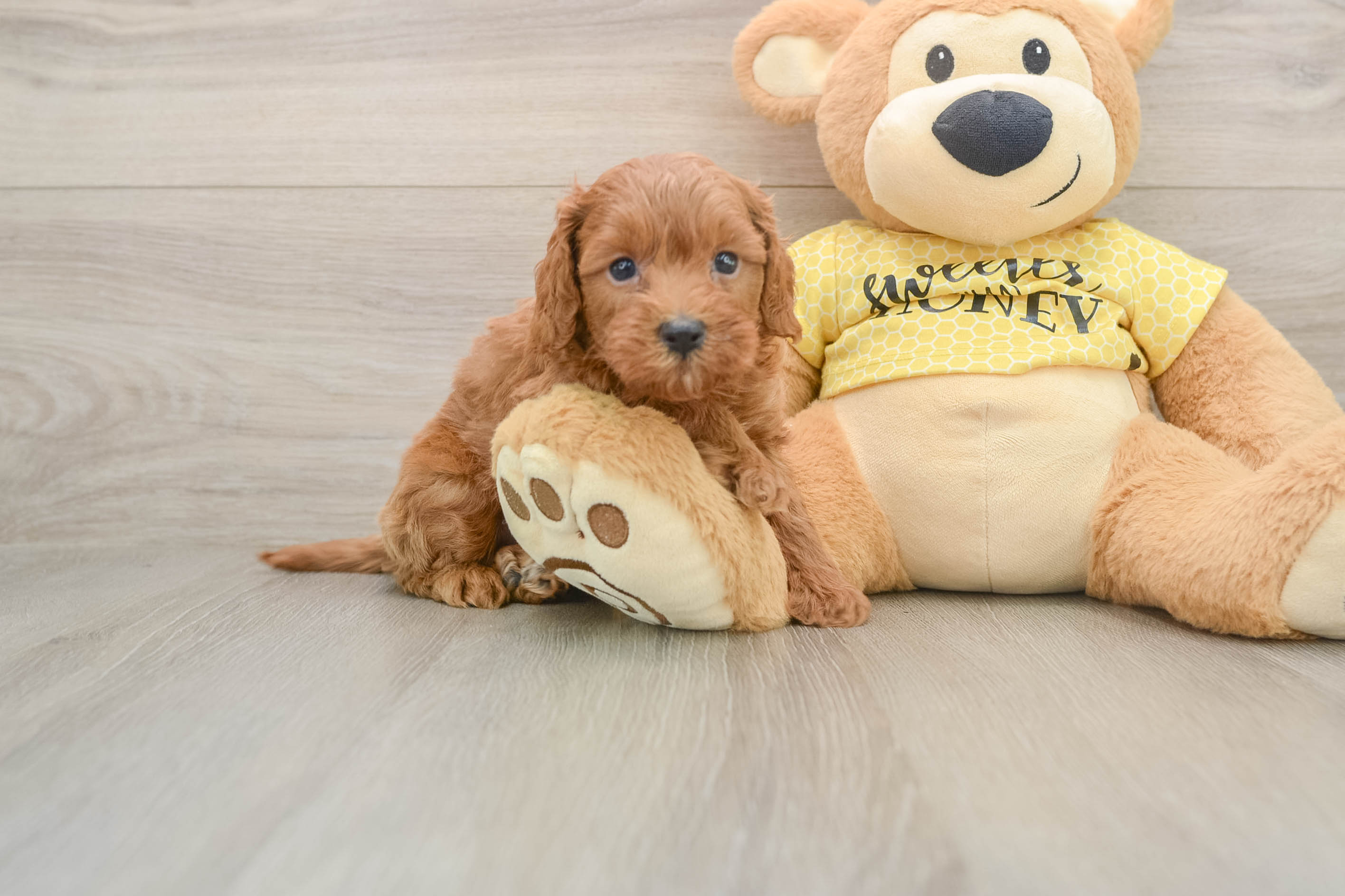 Cavapoo Puppy for Adoption