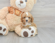 9 week old Cavapoo Puppy For Sale - Lone Star Pups