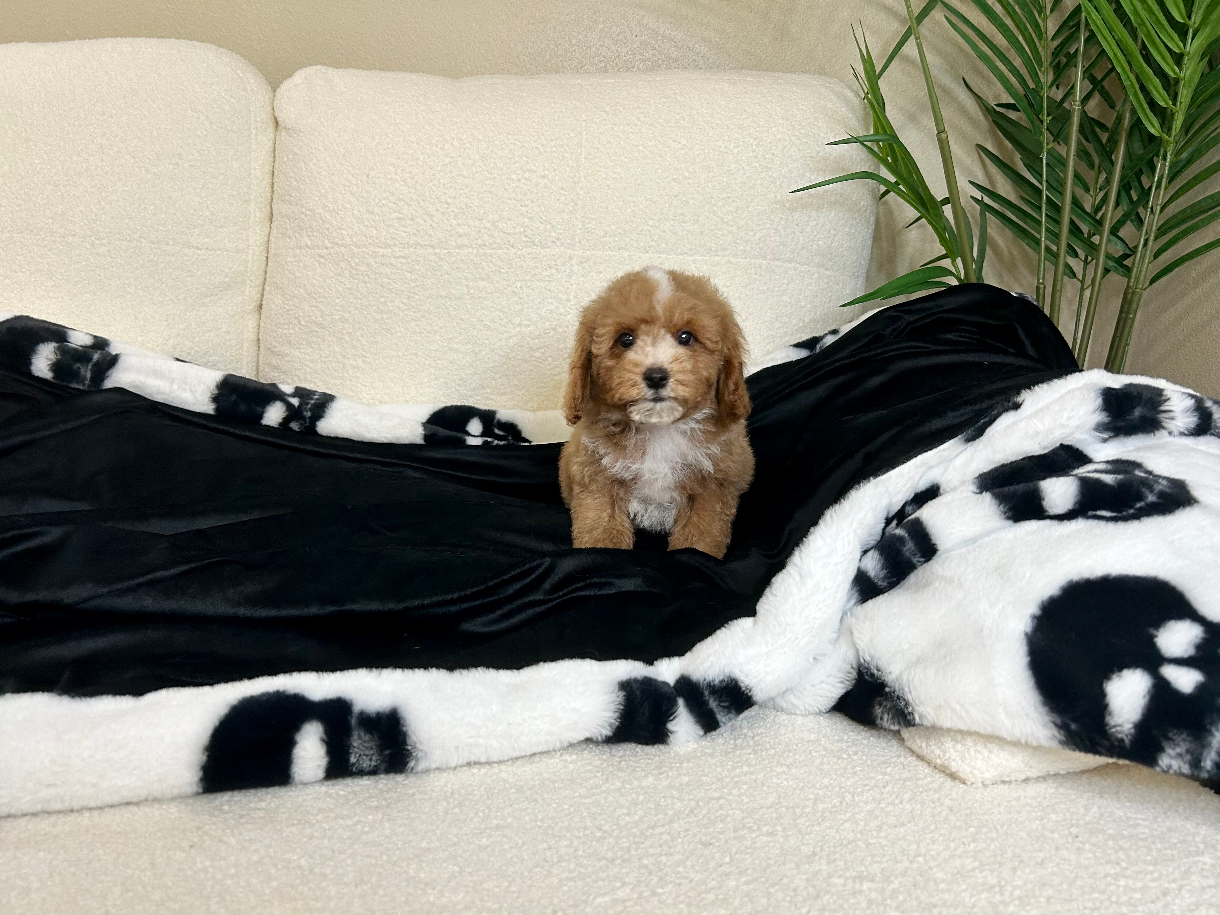 Cavapoo Puppy for Adoption