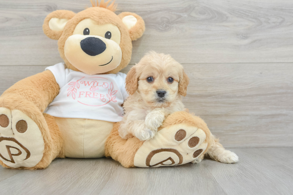 Cavapoo Puppy for Adoption