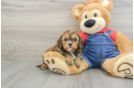 Cavapoo Puppy for Adoption