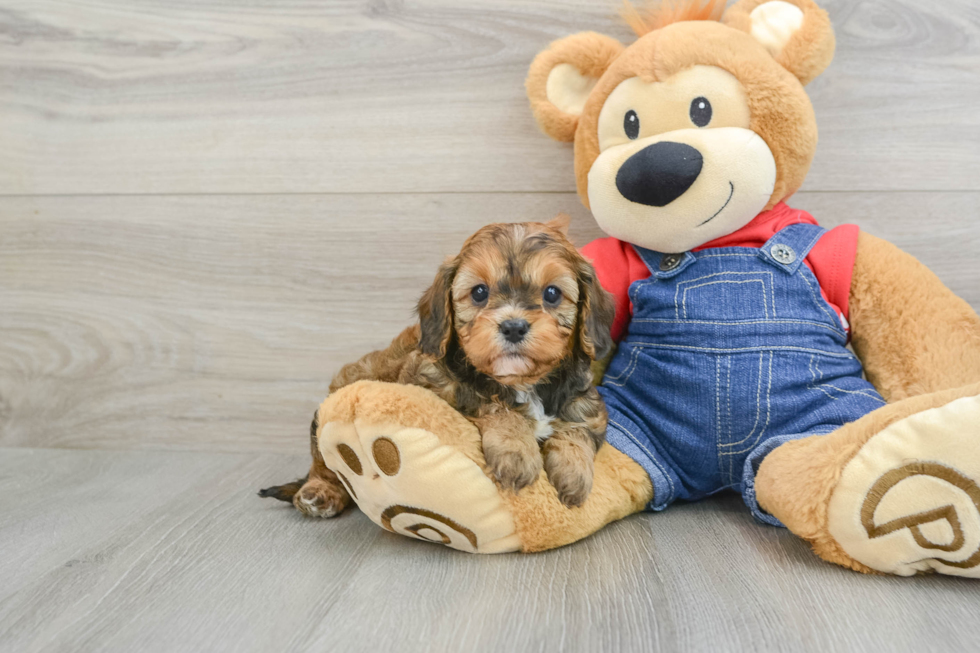 Cavapoo Puppy for Adoption