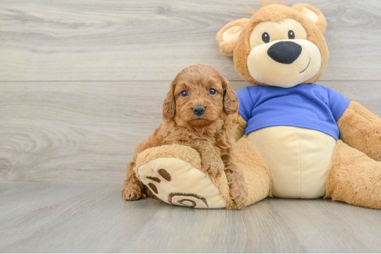Funny Cavapoo Poodle Mix Pup