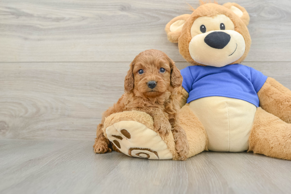Funny Cavapoo Poodle Mix Pup