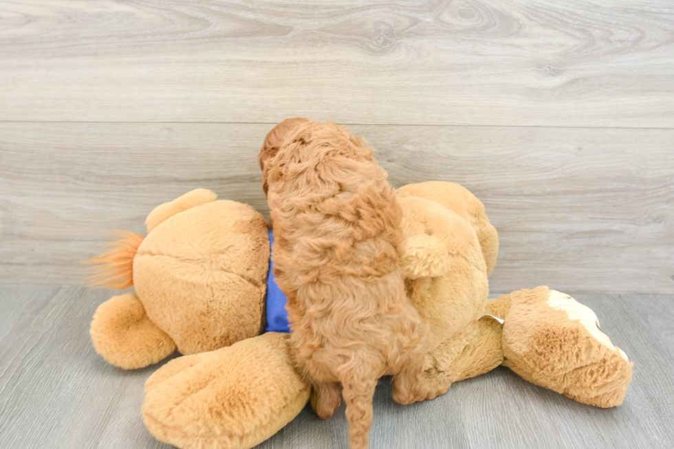 Cavapoo Pup Being Cute