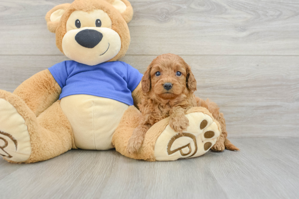 Cavapoo Pup Being Cute