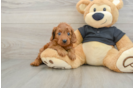 Cavapoo Puppy for Adoption