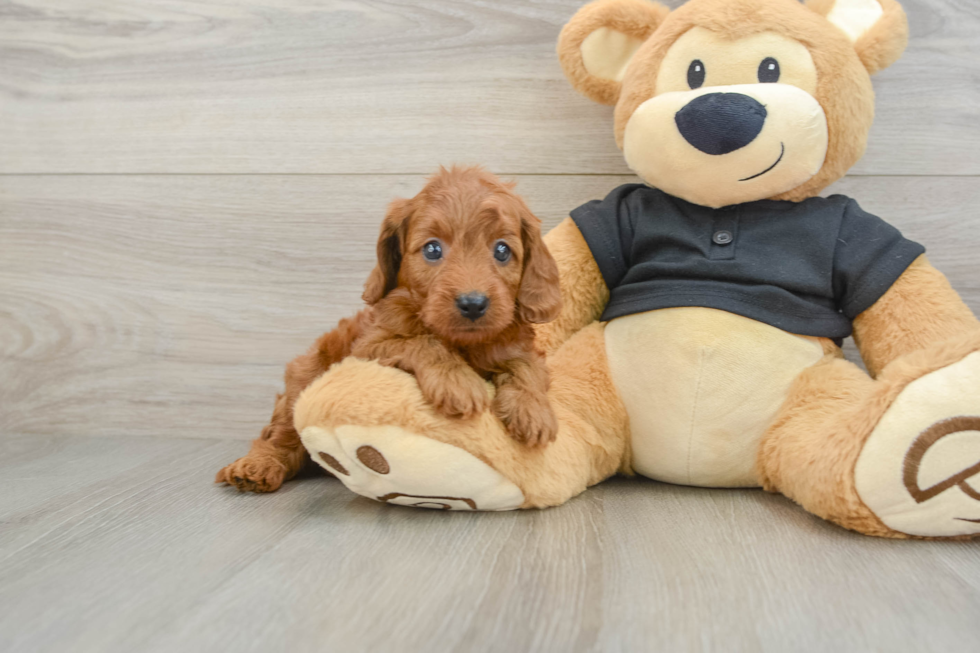 Cavapoo Puppy for Adoption