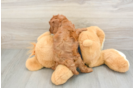 Cavapoo Puppy for Adoption