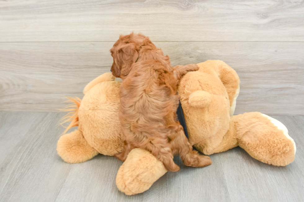 Cavapoo Puppy for Adoption