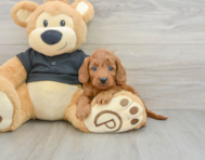 8 week old Cavapoo Puppy For Sale - Lone Star Pups