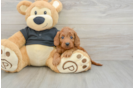 Cavapoo Puppy for Adoption