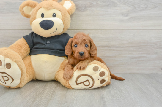 Cavapoo Puppy for Adoption