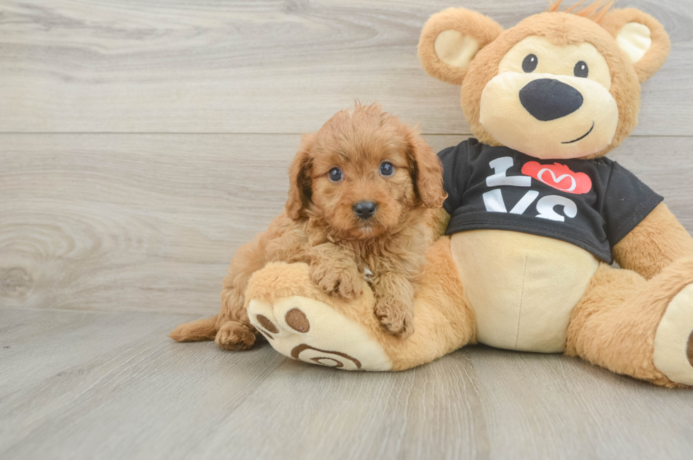 6 week old Cavapoo Puppy For Sale - Lone Star Pups