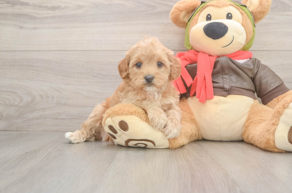 5 week old Cavapoo Puppy For Sale - Lone Star Pups
