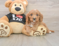 9 week old Cavapoo Puppy For Sale - Lone Star Pups