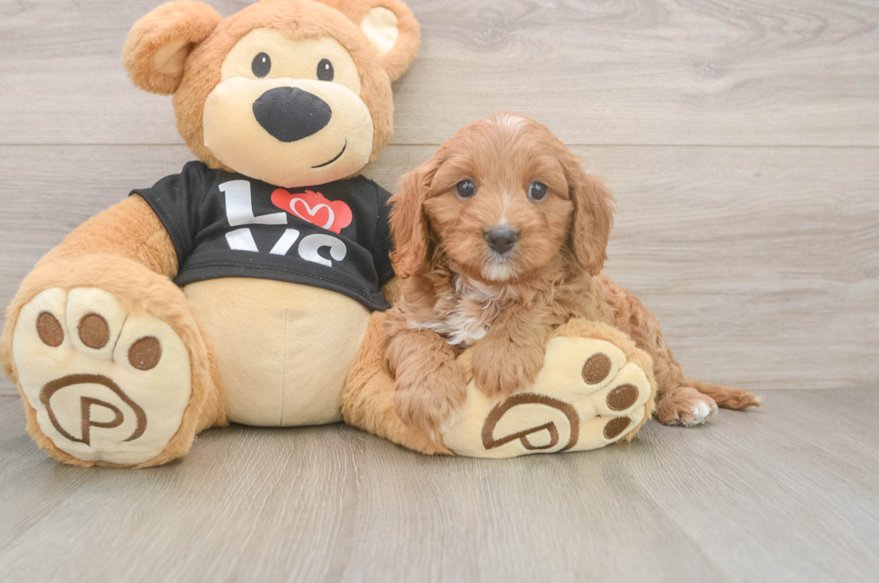 8 week old Cavapoo Puppy For Sale - Lone Star Pups