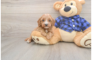 Best Cavapoo Baby