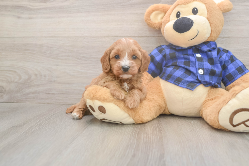 Best Cavapoo Baby