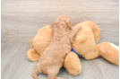 Cute Cavapoo Baby