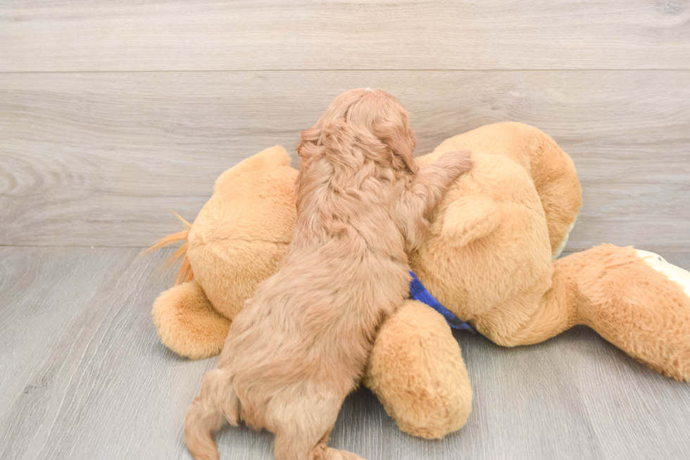 Cute Cavapoo Baby