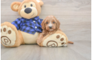 Energetic Cavoodle Poodle Mix Puppy
