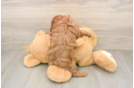 Energetic Cavoodle Poodle Mix Puppy