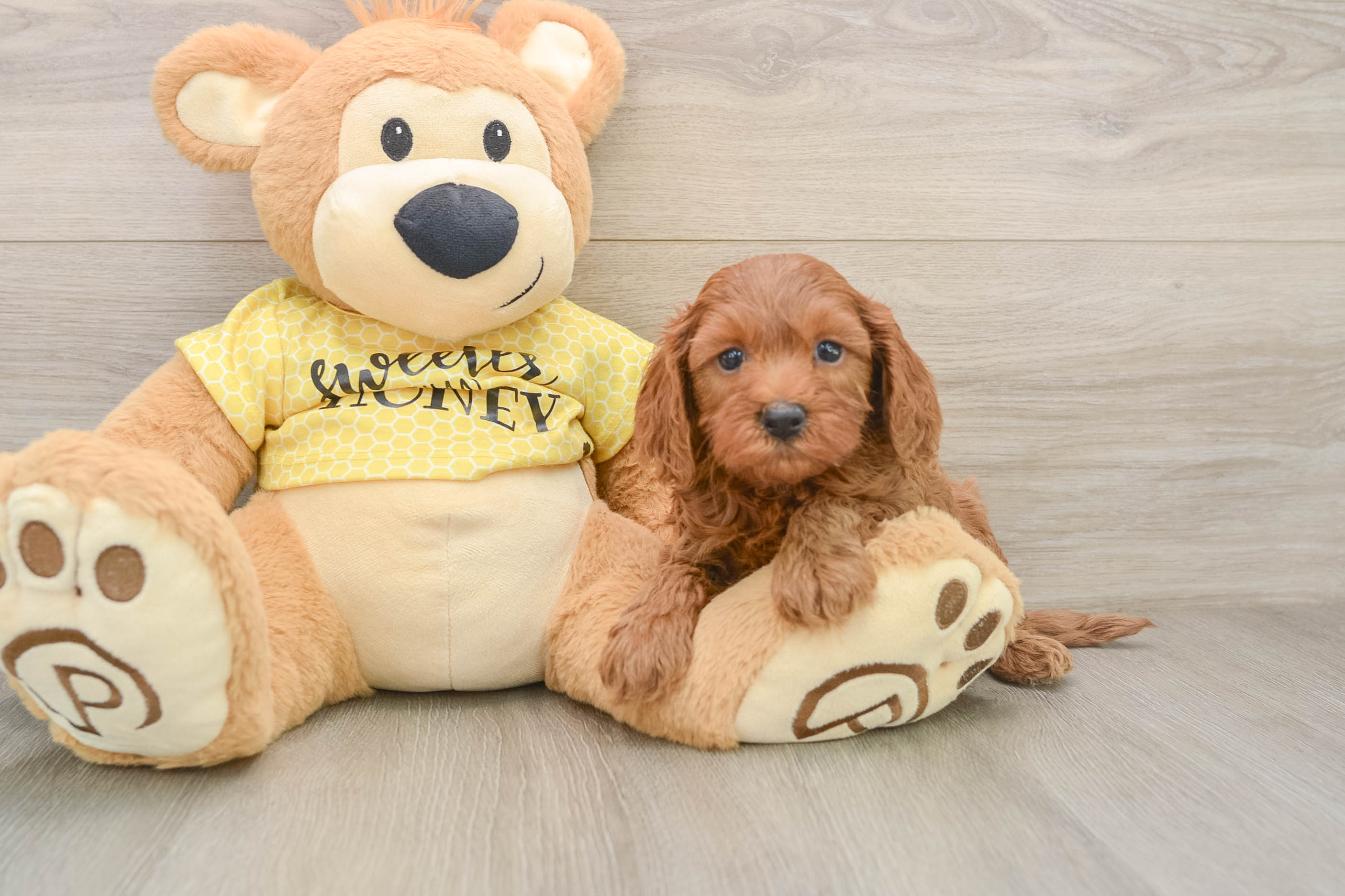 Cute Cavapoo Baby