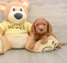 7 week old Cavapoo Puppy For Sale - Lone Star Pups