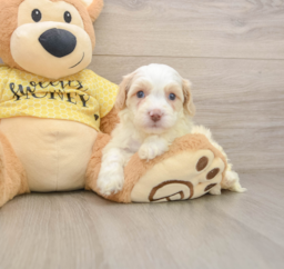 7 week old Cavapoo Puppy For Sale - Lone Star Pups