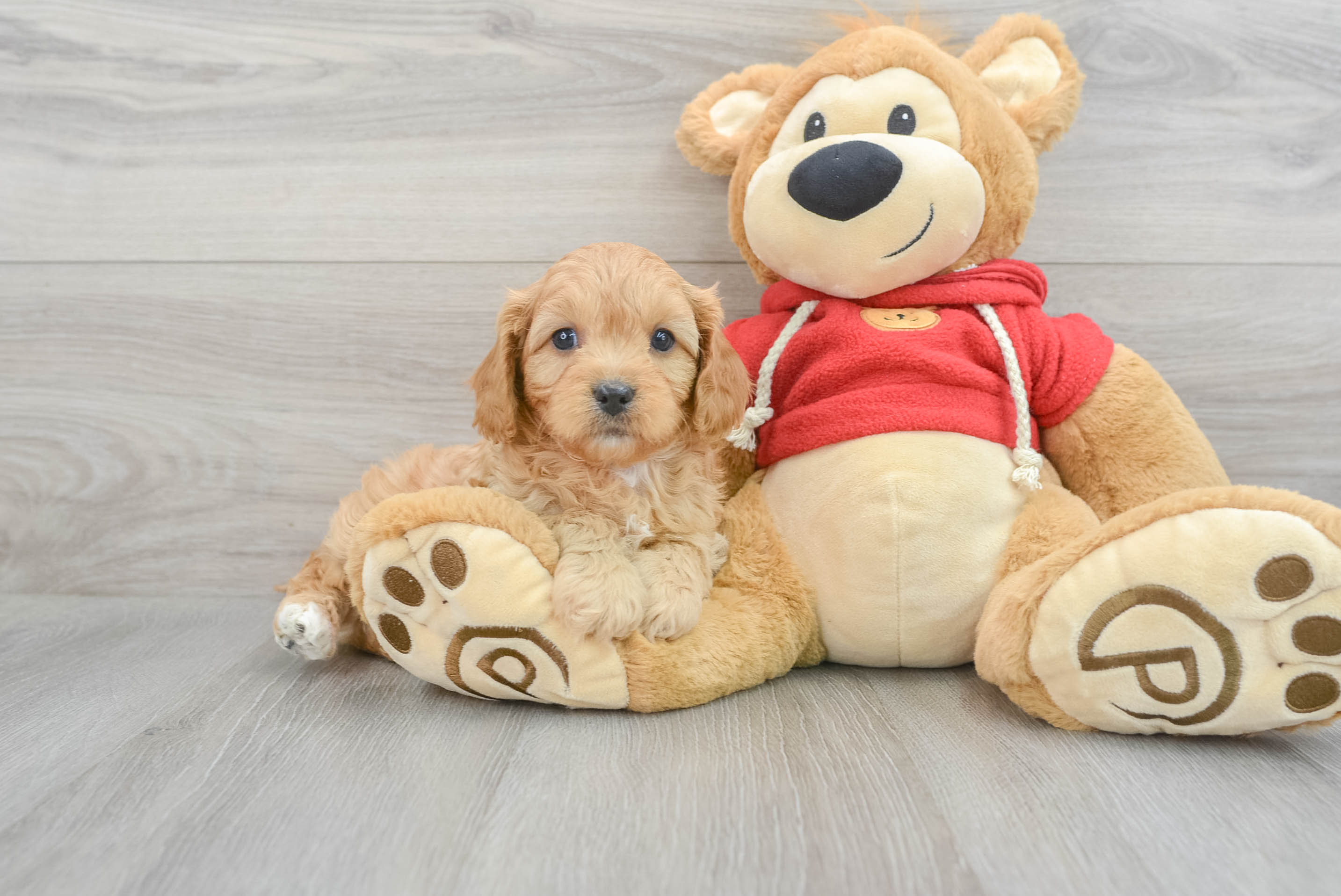 Cavapoo Pup Being Cute