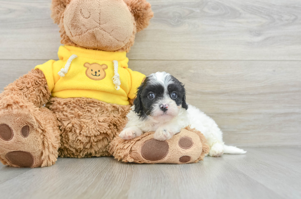 8 week old Cavapoo Puppy For Sale - Lone Star Pups