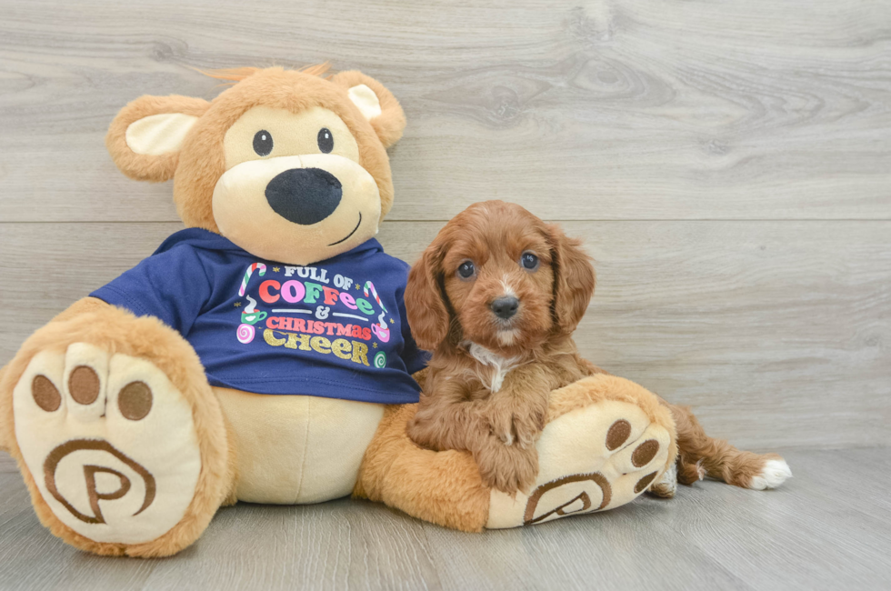 5 week old Cavapoo Puppy For Sale - Lone Star Pups