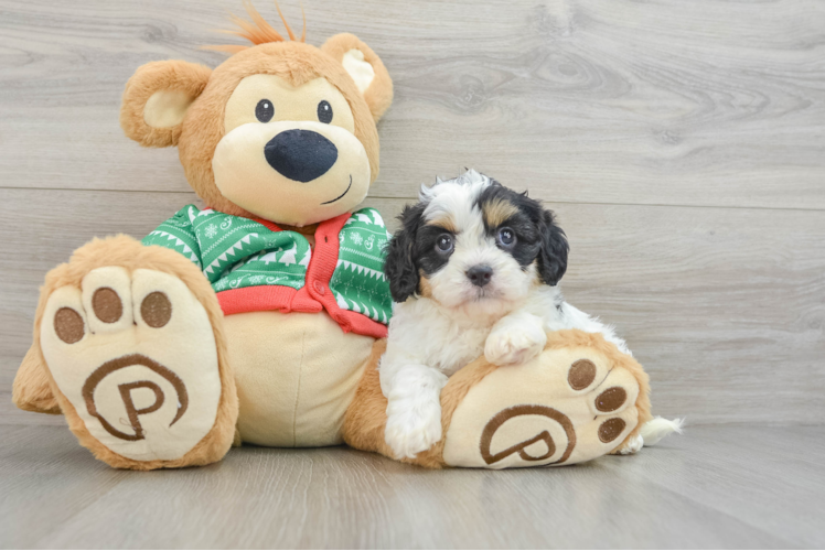 Cavapoo Pup Being Cute