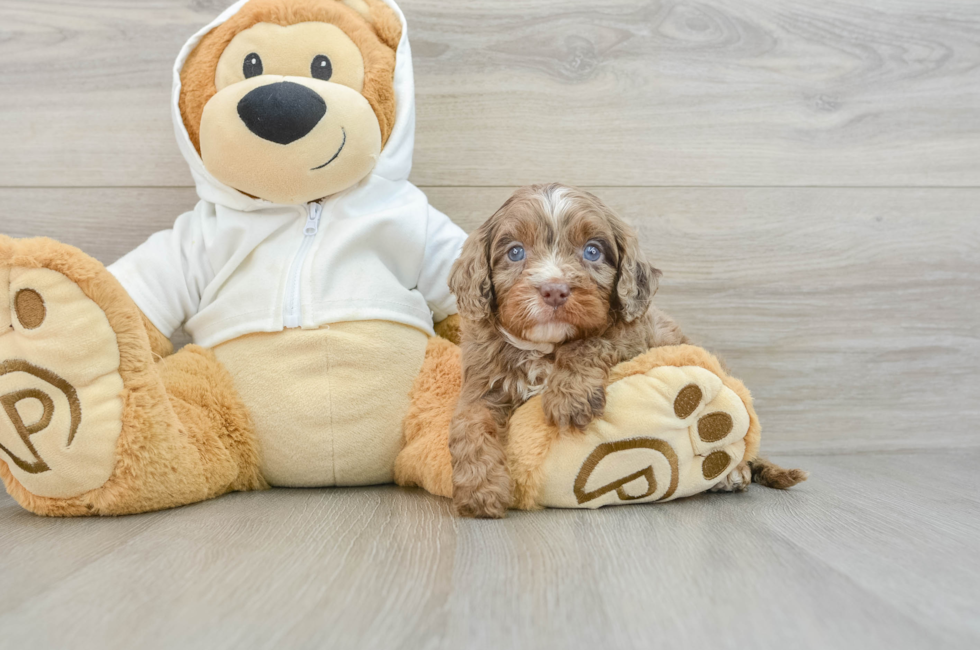 5 week old Cavapoo Puppy For Sale - Lone Star Pups