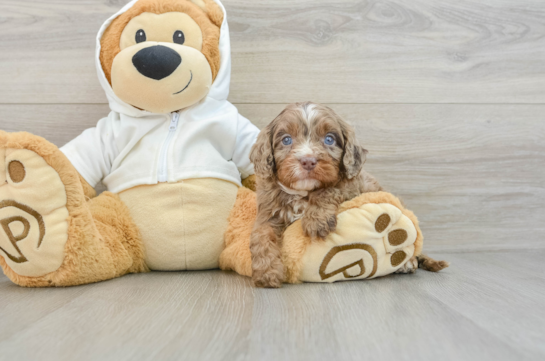 Funny Cavapoo Poodle Mix Pup