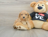 8 week old Cavapoo Puppy For Sale - Lone Star Pups