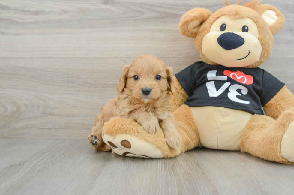 6 week old Cavapoo Puppy For Sale - Lone Star Pups