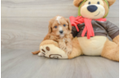 Friendly Cavapoo Baby