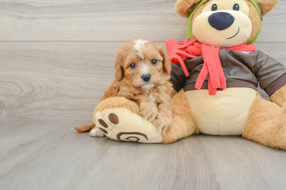 Friendly Cavapoo Baby