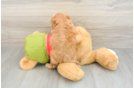 Cavapoo Puppy for Adoption